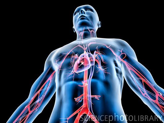 C0024202-Cardiovascular_system,_artwork-SPL